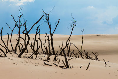 Dead plants in desert at slowinski national park against sky on sunny day