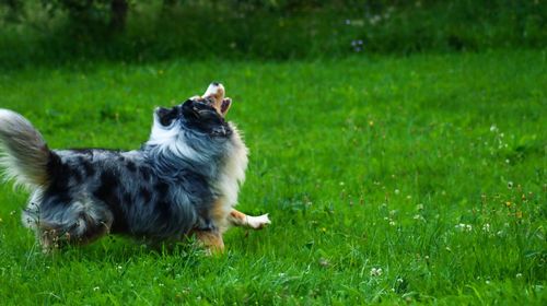 View of a dog lying on grass