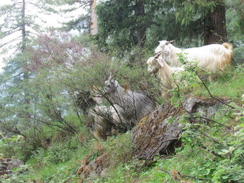 Low angle view of sheep on tree