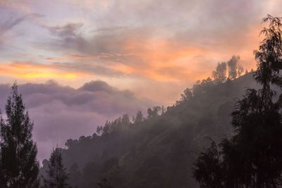 Scenic view of trees against sky during sunset