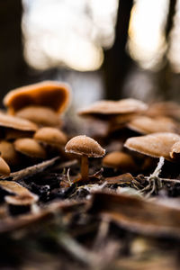 Close-up of mushrooms growing outdoors