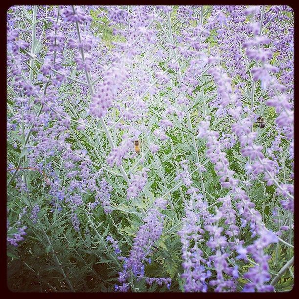 flower, transfer print, growth, freshness, auto post production filter, fragility, beauty in nature, nature, purple, plant, blooming, petal, in bloom, blossom, flower head, close-up, outdoors, botany, springtime, day