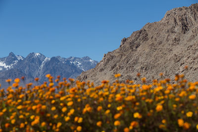 Scenic view of mountains against clear blue sky