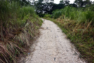 Road amidst trees on field