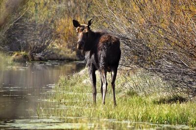 Moose standing on lakeshore