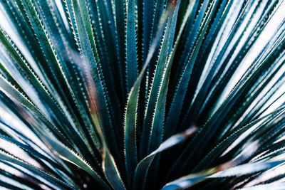 Full frame shot of palm tree