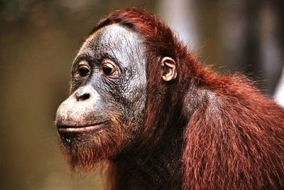 Close-up portrait of an animal