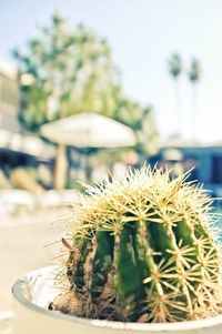 Close-up of cactus plant