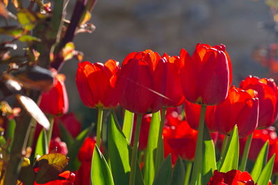 Close-up of red tulips