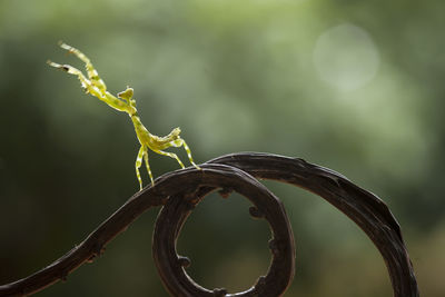 All about mantis species in borneo island