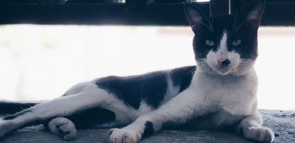 Portrait of cat relaxing outdoors