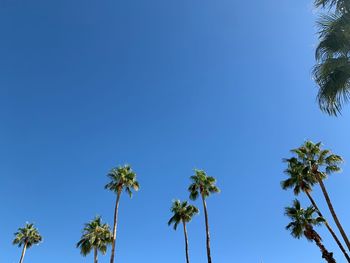 Low angle view of coconut palm trees against clear blue sky