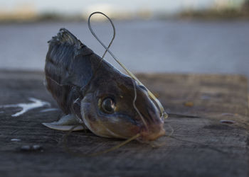 Close-up of fish in sea