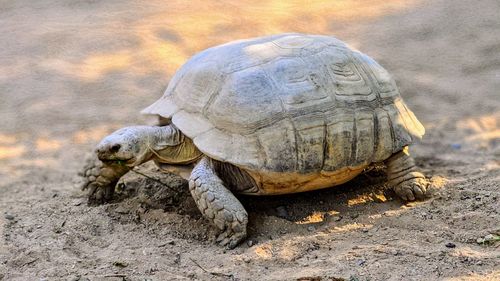 Close-up of turtle on field