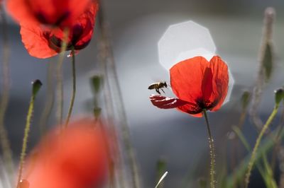 Close-up of red poppy flowers