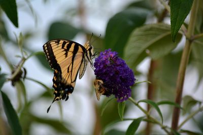 Bubblebee and eastern tiger swallowtail  butterfly on a butterfly bush, buddleja or buddleia