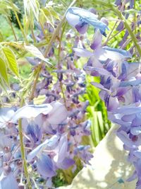 Close-up of fresh flowers hanging on tree