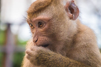 The macaque monkeys of monkey hill, phuket.