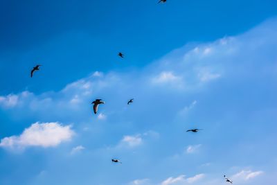 Low angle view of seagulls flying