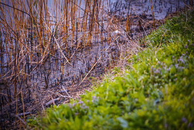 Close-up of grass growing on field