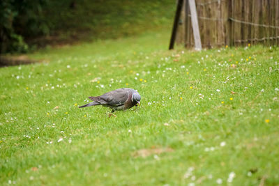 Bird perching on grass