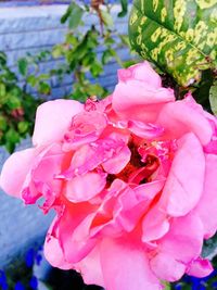 Close-up of pink rose