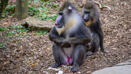 Mandrills sitting on field in forest