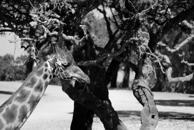 Close-up of giraffe against trees