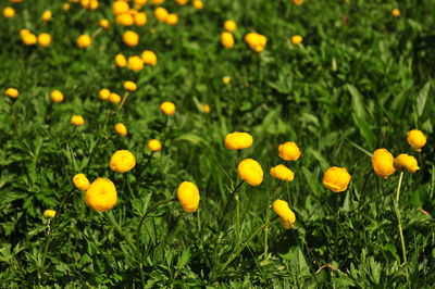 Close-up of yellow flowering plants on field