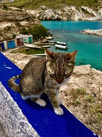 Portrait of cat sitting by water