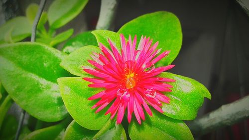 Close-up of pink flowers