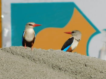 Close-up of bird perching on ground