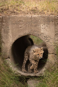 Cheetah cub standing in pipe