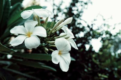 Close-up of white flowers blooming