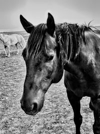 Horse standing in ranch