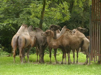Horses grazing in forest