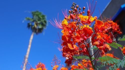 Low angle view of flowering plant against blue sky