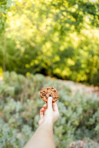 Cropped hand holding pine cone