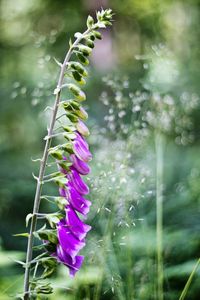 Purple flowers blooming outdoors