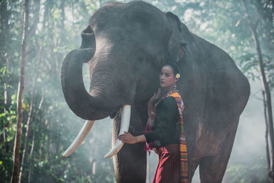 Elephant on land in forest