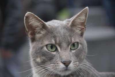 Close-up portrait of a cat