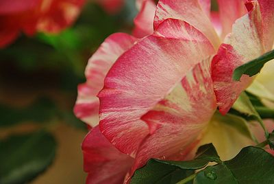 Close-up of pink rose flower