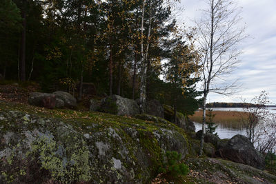 Scenic view of stream in forest against sky