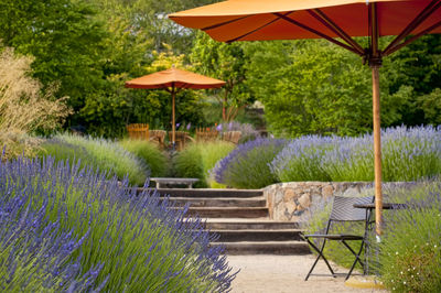 Low angle view of lavender and empty seats in park