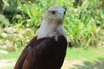 Close-up of a eagle on field