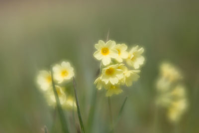 Close-up of yellow flowering plant on field