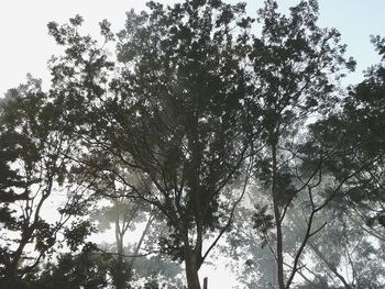 Low angle view of trees