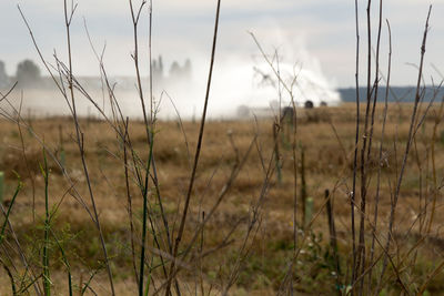 Close-up of grass on field against sky