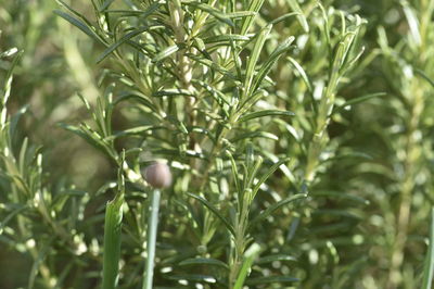 Close-up of fruit growing on tree