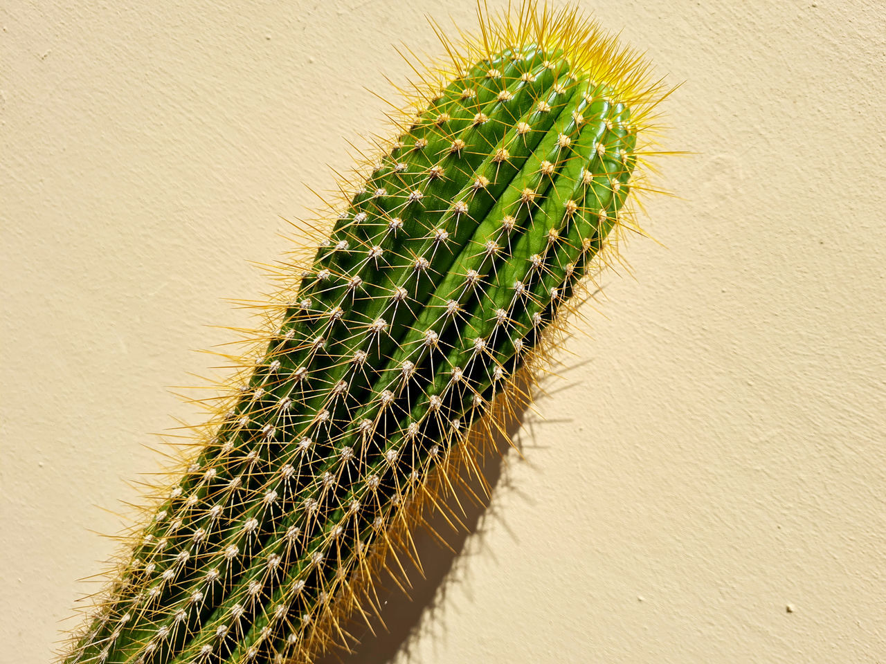 CLOSE-UP OF SUCCULENT PLANT